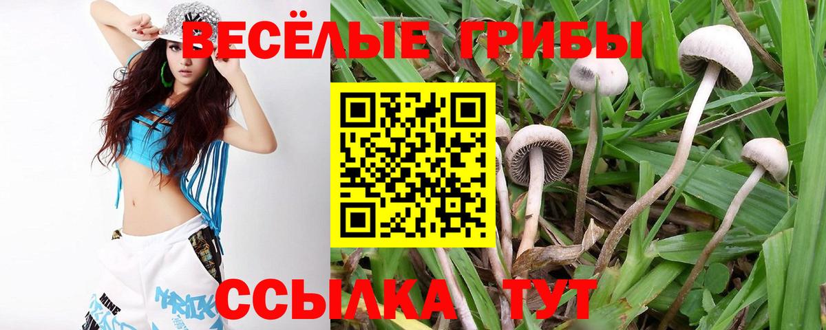 наркота  Вход с VPN  Дедовск  Псилоцибиновые грибы Psilocybe 